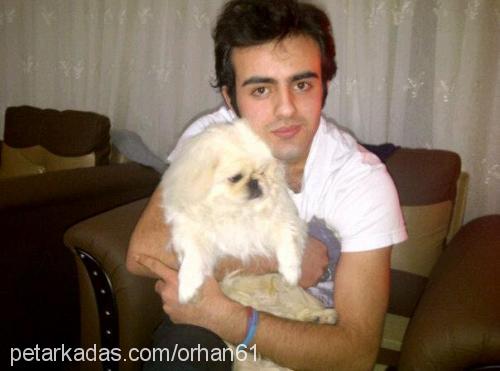 efe Erkek Pekingese