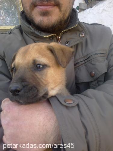 ares Erkek Amerikan Staffordshire Terrier