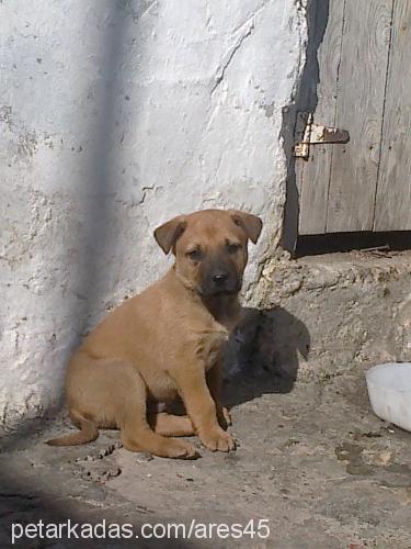 ares Erkek Amerikan Staffordshire Terrier