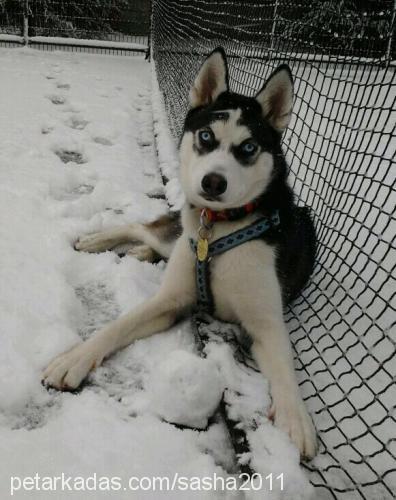 sasha Dişi Sibirya Kurdu (Husky)