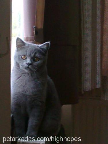 oğlum Erkek British Shorthair