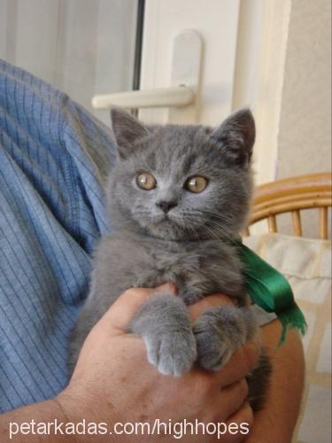 oğlum Erkek British Shorthair