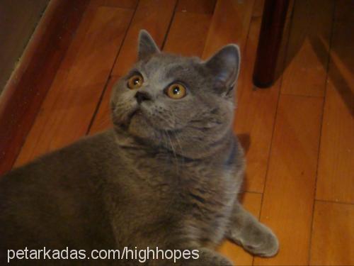 oğlum Erkek British Shorthair