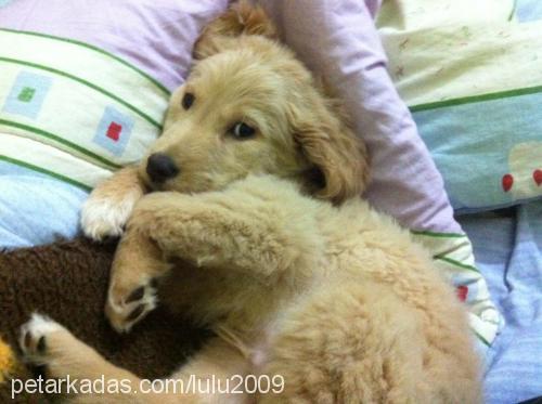 kuzey Erkek Golden Retriever