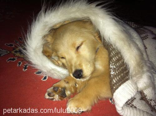 kuzey Erkek Golden Retriever