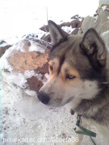 fırtına Erkek Sibirya Kurdu (Husky)