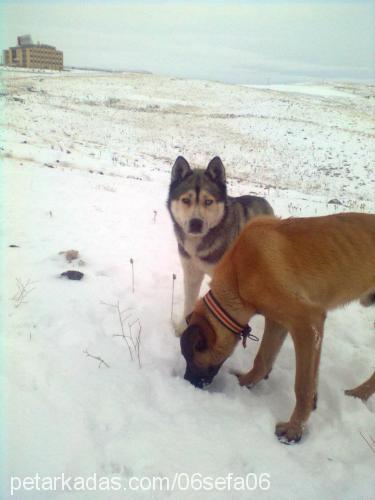 fırtına Erkek Sibirya Kurdu (Husky)