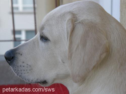 odin Erkek Labrador Retriever