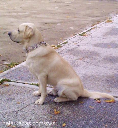 odin Erkek Labrador Retriever