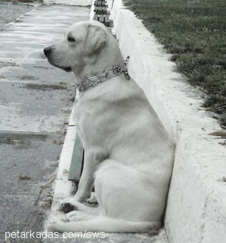 odin Erkek Labrador Retriever