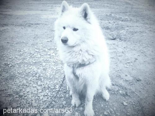 ars Erkek Samoyed