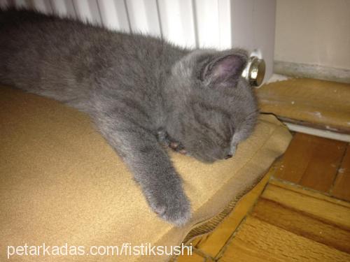 sushi Erkek British Shorthair