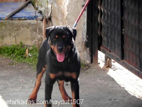 haydut Erkek Rottweiler