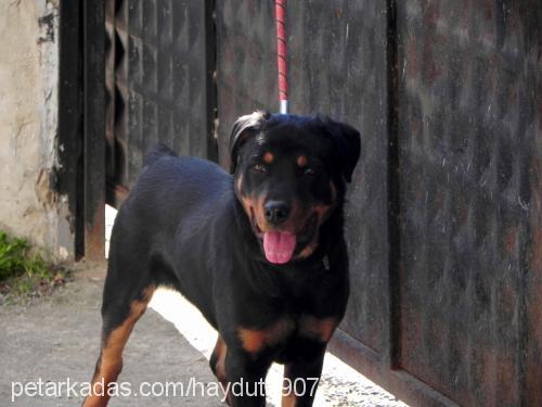 haydut Erkek Rottweiler