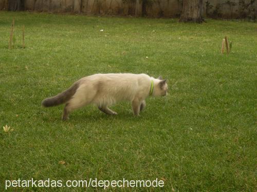 mehveş Dişi Himalayan