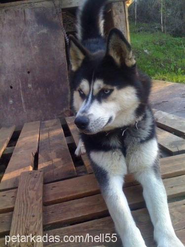 ice Erkek Sibirya Kurdu (Husky)