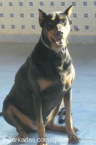 gÜmÜŞ Dişi Doberman Pinscher