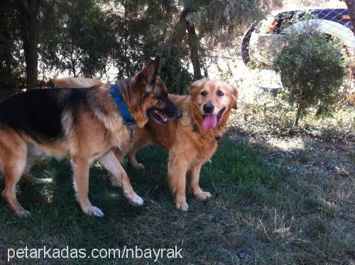 barnie Erkek Golden Retriever