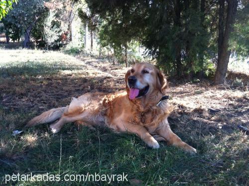 barnie Erkek Golden Retriever