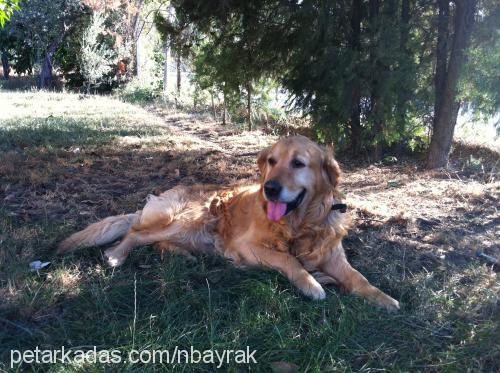 barnie Erkek Golden Retriever