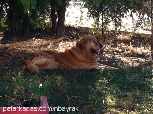 barnie Erkek Golden Retriever