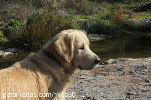 miço Erkek Golden Retriever