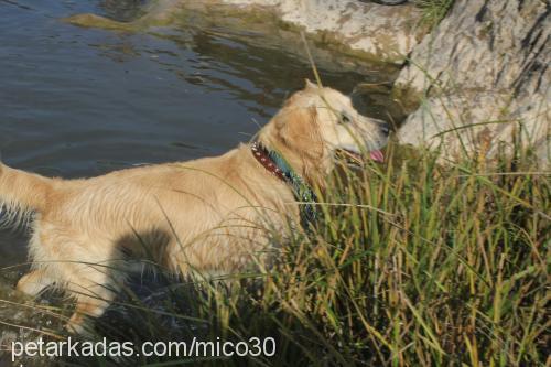 miço Erkek Golden Retriever