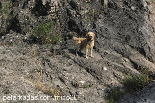 miço Erkek Golden Retriever