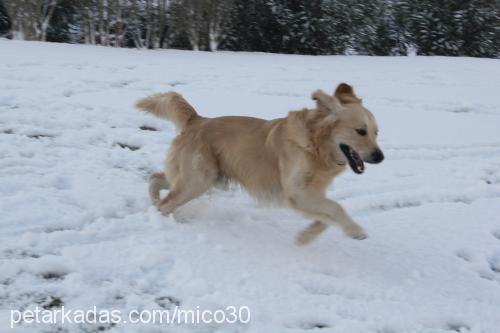 miço Erkek Golden Retriever