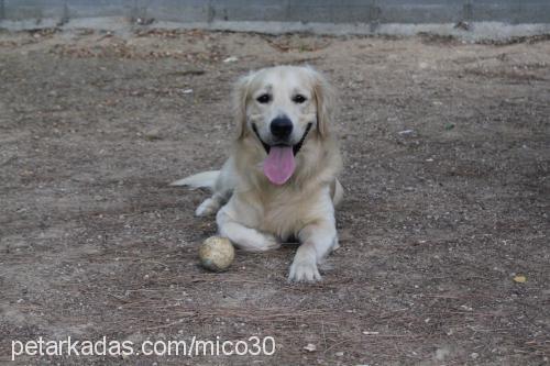 miço Erkek Golden Retriever