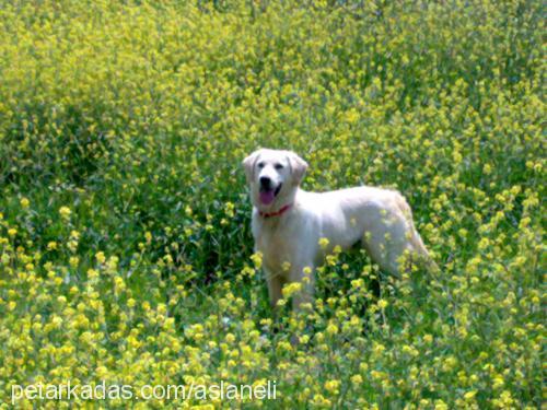 zeus Erkek Golden Retriever