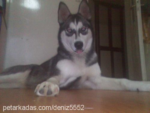 bambam Dişi Sibirya Kurdu (Husky)