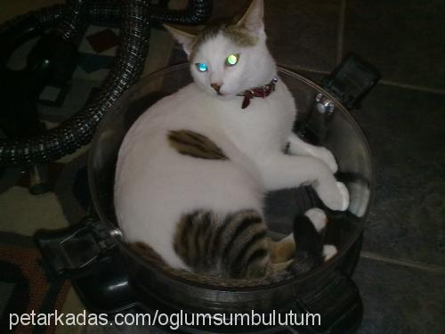 bulut Erkek Tekir Kedi