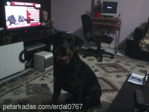 şila Dişi Rottweiler