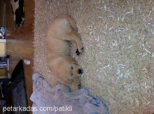 gofret Erkek Golden Retriever