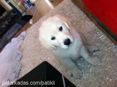 gofret Erkek Golden Retriever