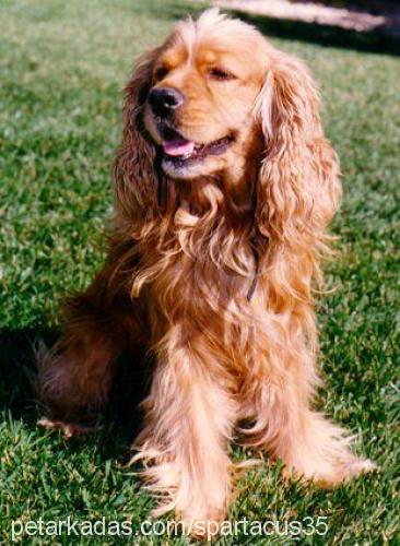 tarçın Dişi Amerikan Cocker Spaniel