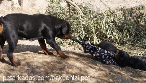 lady Dişi Rottweiler