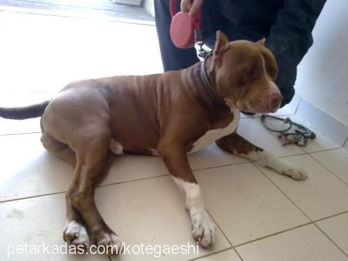 heck Erkek Amerikan Staffordshire Terrier