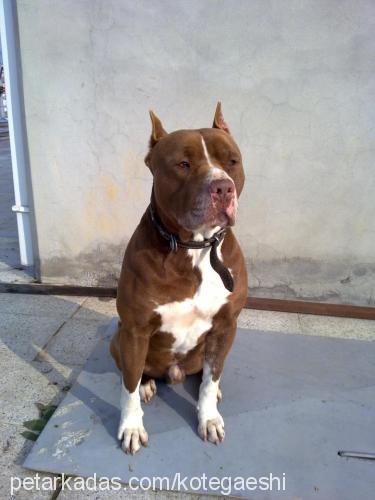 heck Erkek Amerikan Staffordshire Terrier