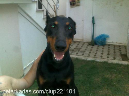 şeytan Erkek Doberman Pinscher