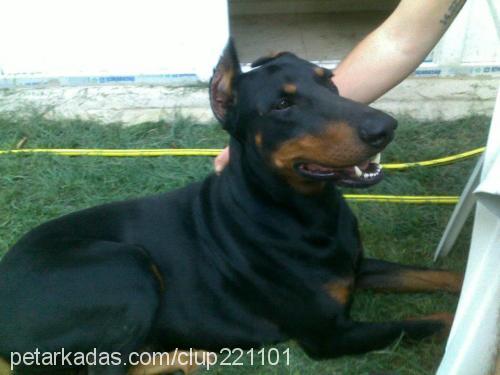 şeytan Erkek Doberman Pinscher