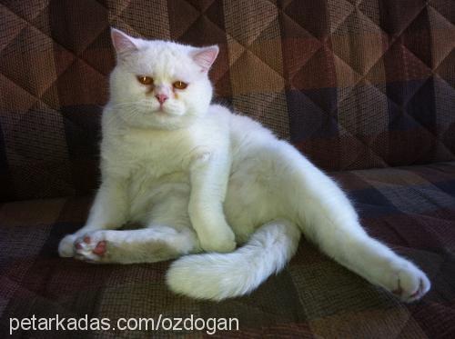 arif Erkek British Shorthair