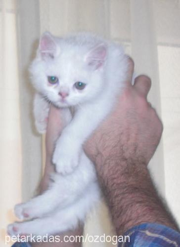 arif Erkek British Shorthair