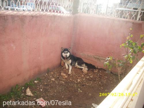 esİlaelya Dişi Alaskan Malamute