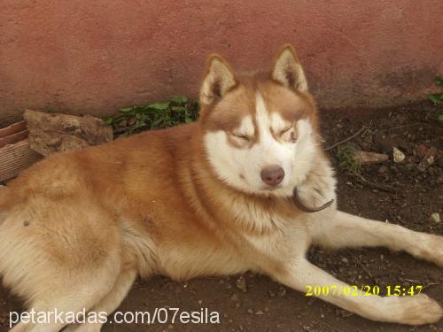 oscar Erkek Alaskan Malamute