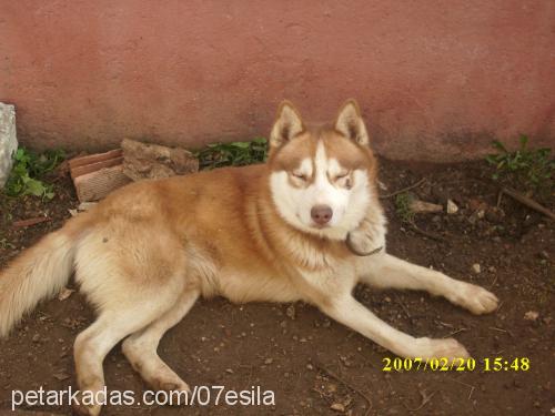 oscar Erkek Alaskan Malamute