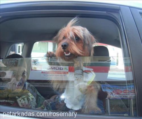 max Erkek Yorkshire Terrier