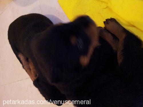 venüs Dişi Rottweiler