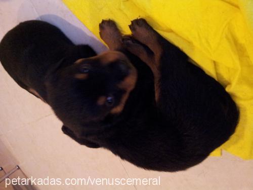 venüs Dişi Rottweiler